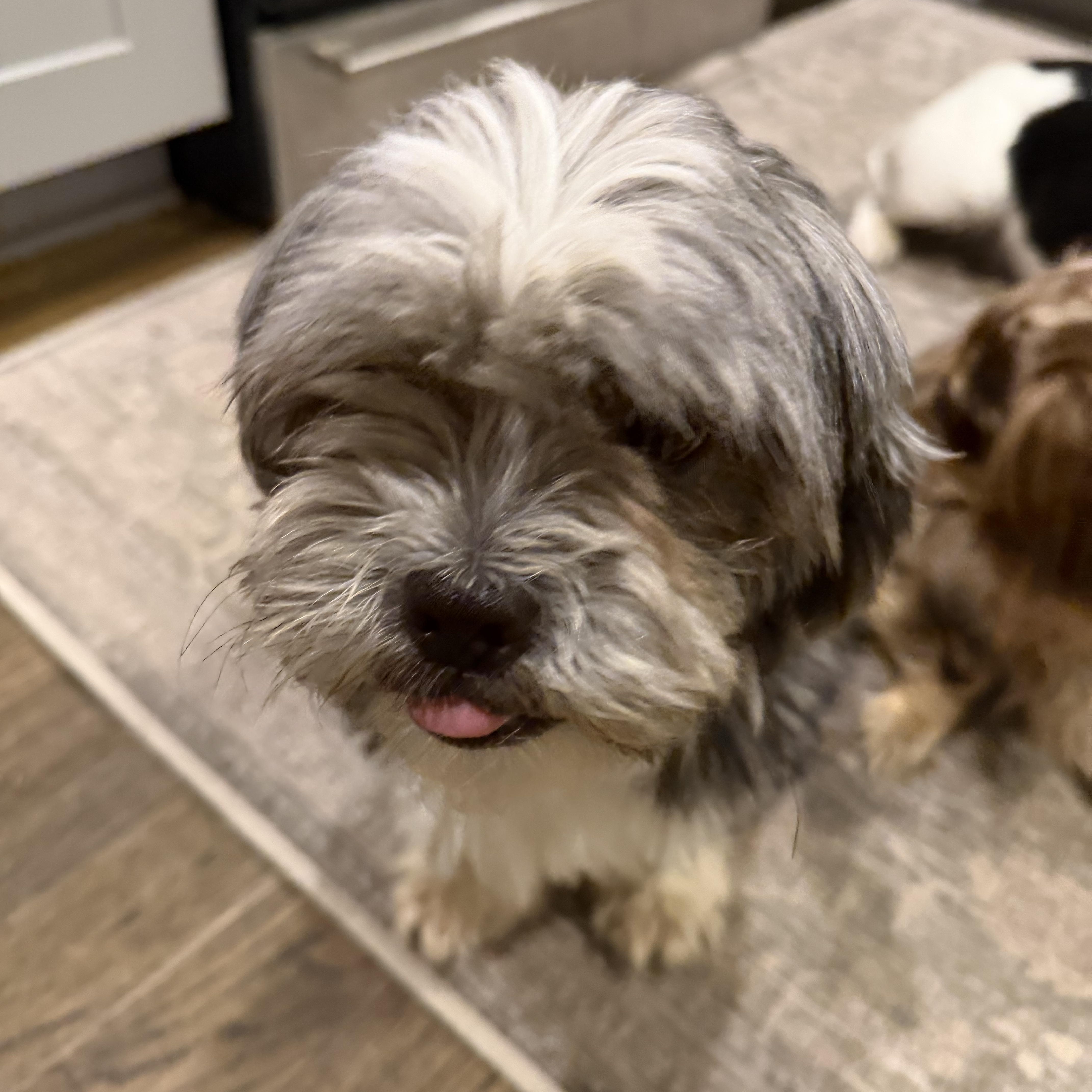 An adult small-sized male Gray / Blue / Silver Shih Tzu dog named Stevo for adoption in Cornelius, NC