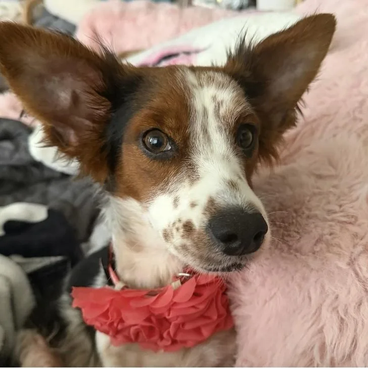 An adult small-sized female Tricolor (Brown, Black, & White) Corgi dog named Tillie for adoption in Dripping Springs, TX