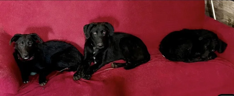 A young medium-sized female Black Labrador Retriever dog named Velvet for adoption in YALE, SD