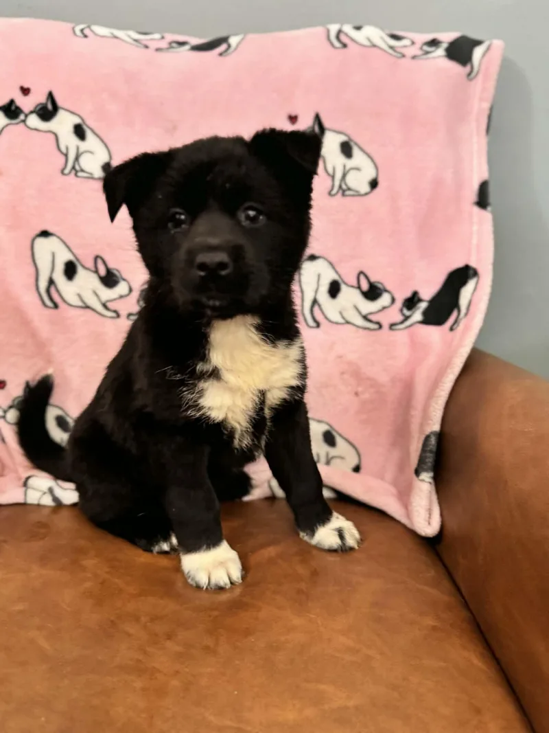 Carrie Kazoo thumbnail 2