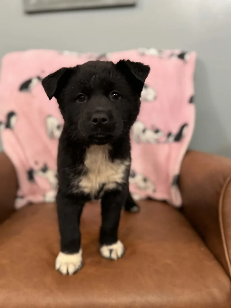 Carrie Kazoo thumbnail 3