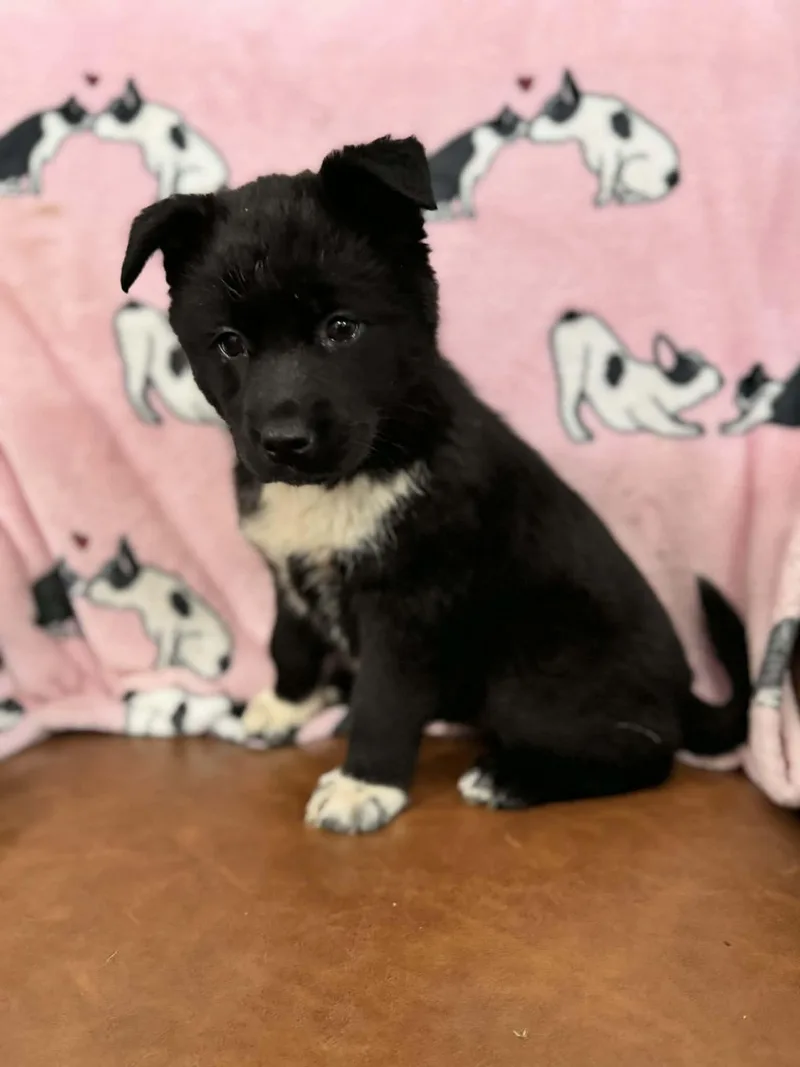 Carrie Kazoo thumbnail 4