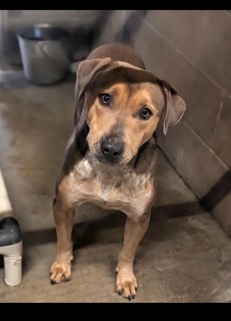 A young medium-sized female Mixed Breed dog named Alice for adoption in Denham Springs, LA