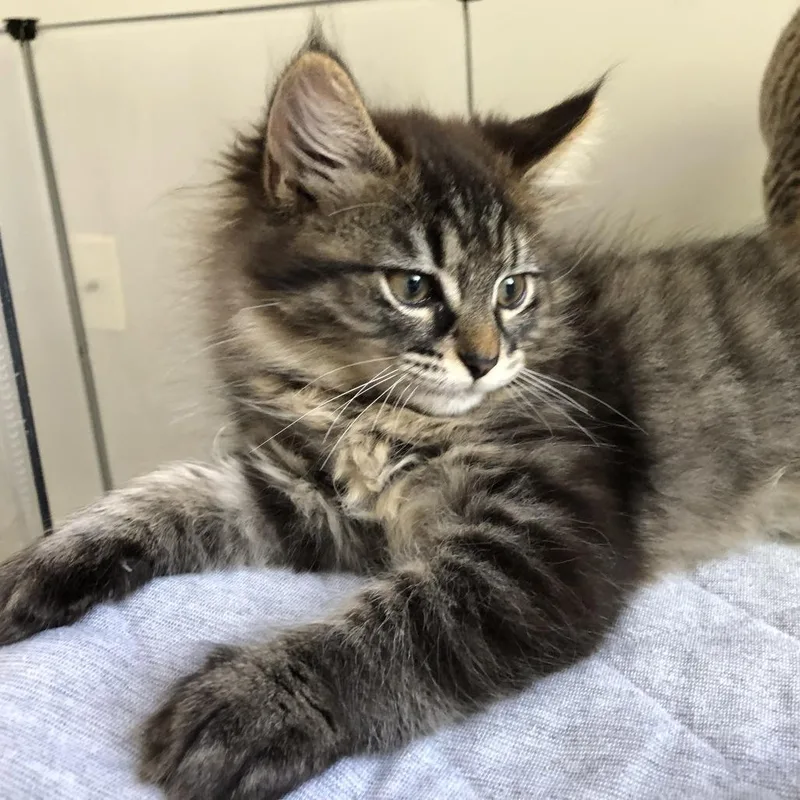 A baby small-sized female Domestic Long Hair cat named Tiramisu for adoption in Fairfax, VA
