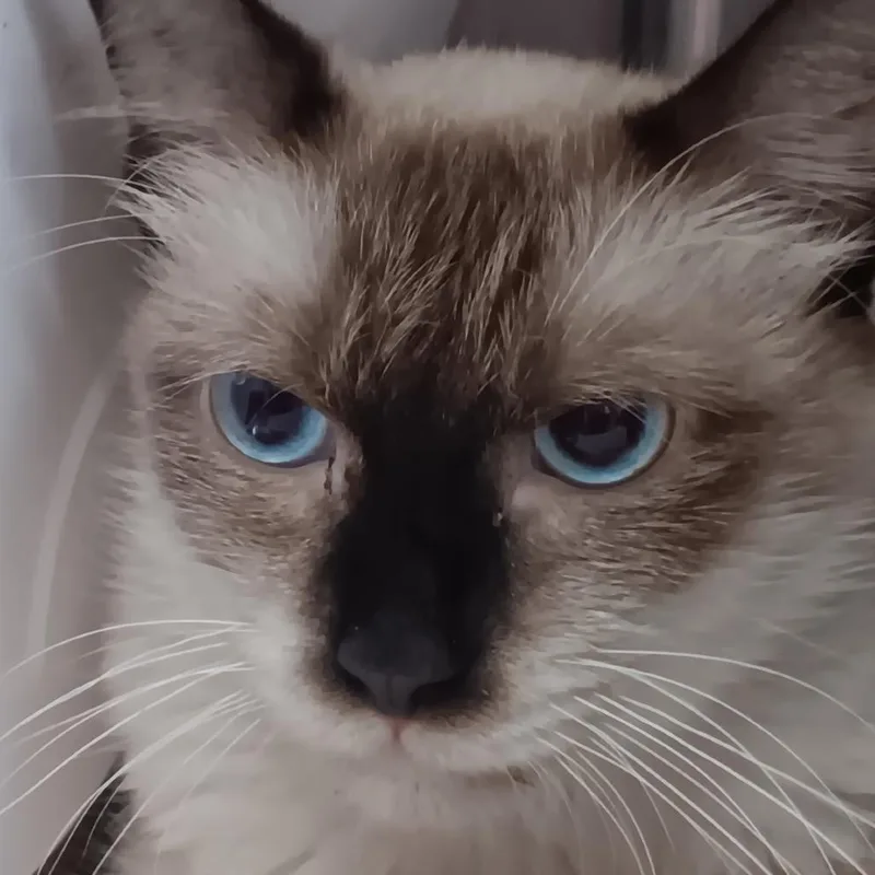 An adult medium-sized male Buff / Tan / Fawn Siamese cat named Jasper for adoption in Jupiter, FL