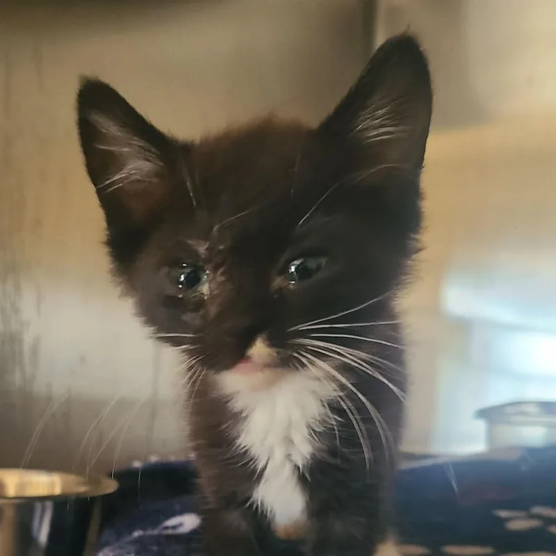 A baby small-sized male Black Domestic Short Hair cat named Shoelace for adoption in Hemet, CA