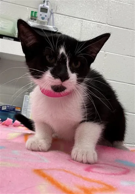 A baby small-sized female Domestic Short Hair cat named Heart for adoption in Peoria, IL