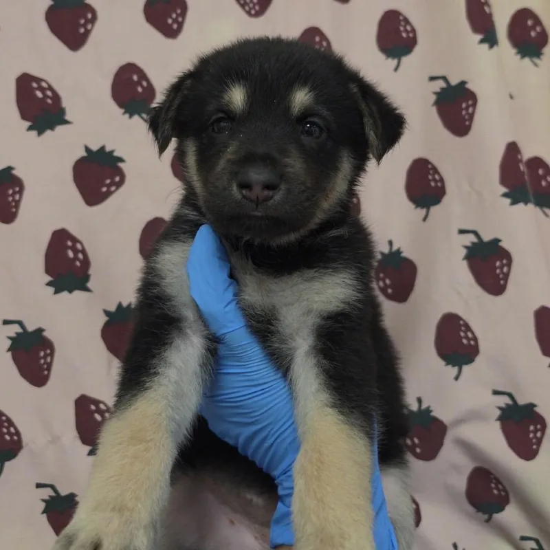 A baby small-sized female Black Shepherd dog named Blue Thunder for adoption in San Antonio, TX