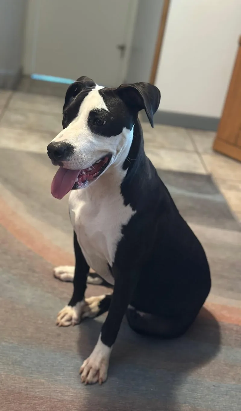 A young medium-sized female Black Terrier dog named Nala for adoption in Homestead, FL
