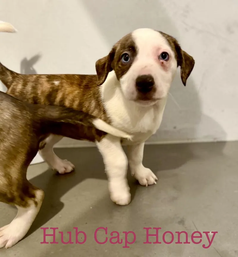 Honey
