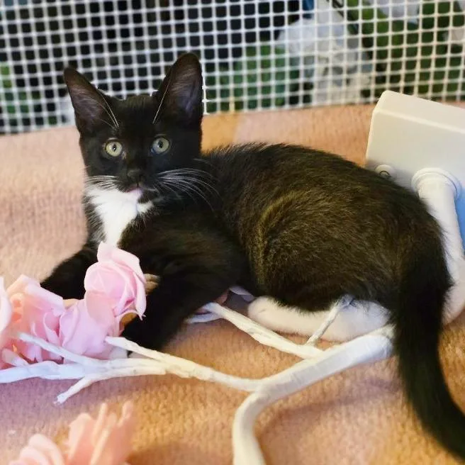 A baby medium-sized female Black & White / Tuxedo Domestic Short Hair cat named Mana Yia Yia for adoption in Beaverton, OR