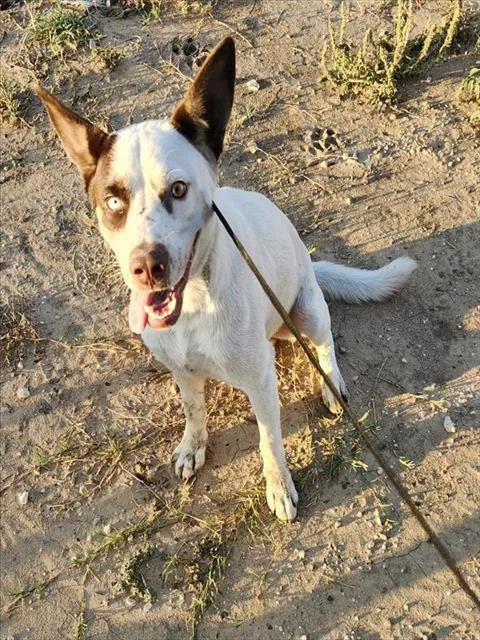 A young medium-sized male Australian Cattle Dog / Blue Heeler dog named Mayor Humdinger for adoption in San Antonio, TX