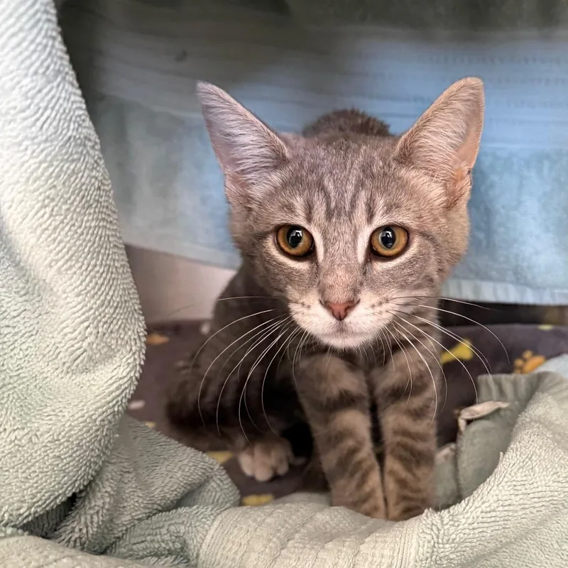 A baby small-sized female Gray / Blue / Silver Domestic Short Hair cat named Juneau for adoption in Pittsburgh, PA