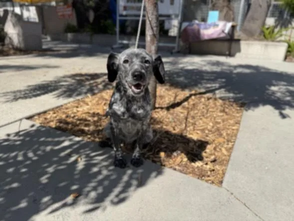 A young medium-sized female Mixed Breed dog named Bindi for adoption in San Pedro, CA