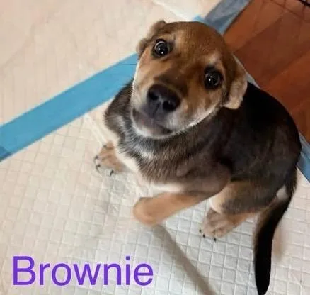 A baby small-sized female Shepherd dog named Brownie for adoption in Newnan, GA