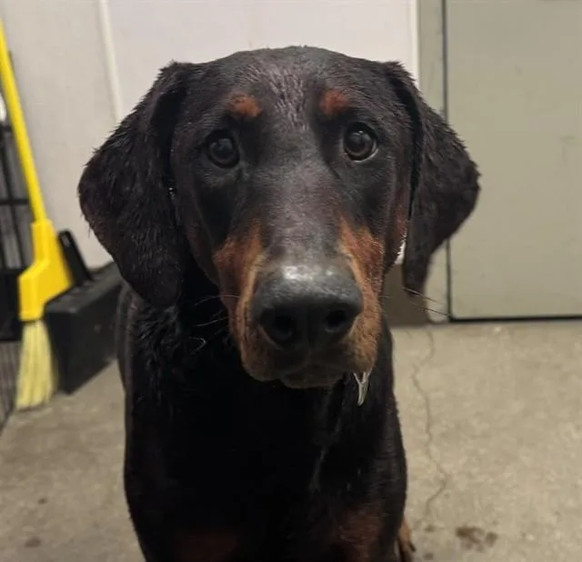 An adult large-sized female Doberman Pinscher dog named Macy for adoption in Tucson, AZ