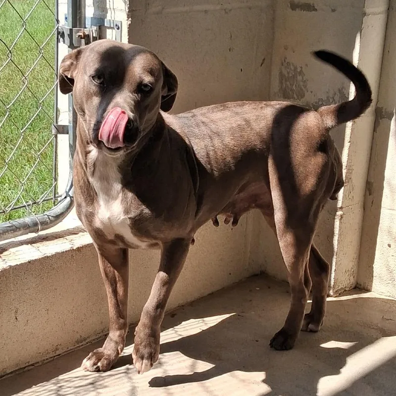 An adult medium-sized female Brown / Chocolate Pit Bull Terrier dog named Fiona for adoption in LOXAHATCHEE, FL