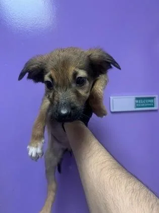 A baby small-sized female Brown / Chocolate Shepherd dog named 61385075 for adoption in El Paso, TX