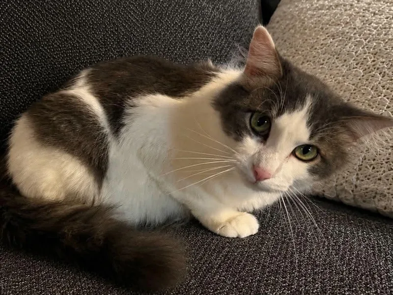 Pete
