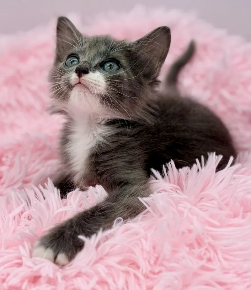 A baby medium-sized male Blue Cream Ragdoll cat named Punisher for adoption in Covington, LA