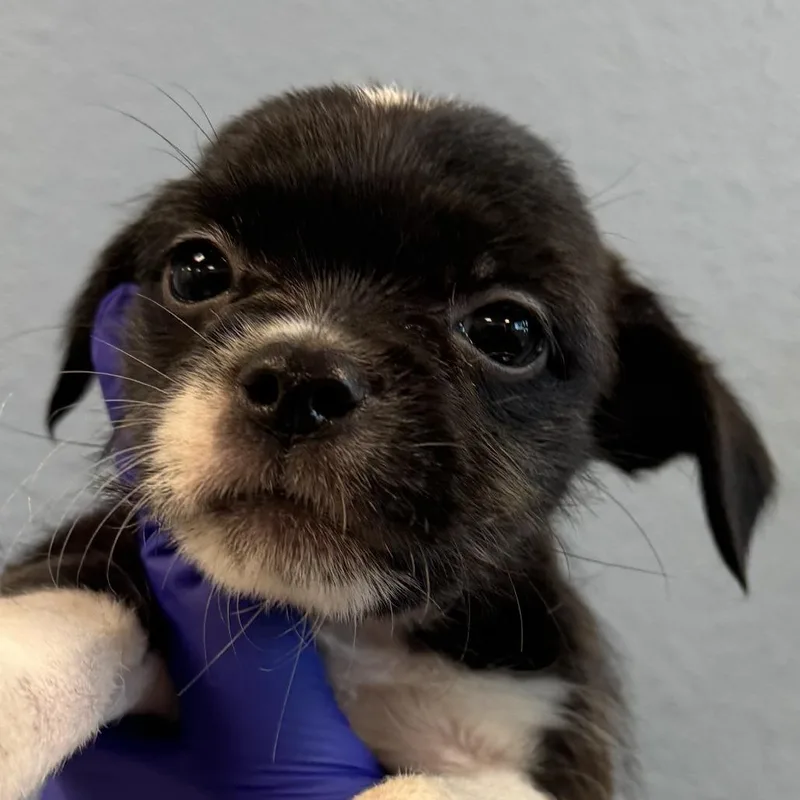 A baby small-sized female Mixed Breed dog named Flan for adoption in Las Cruces, NM