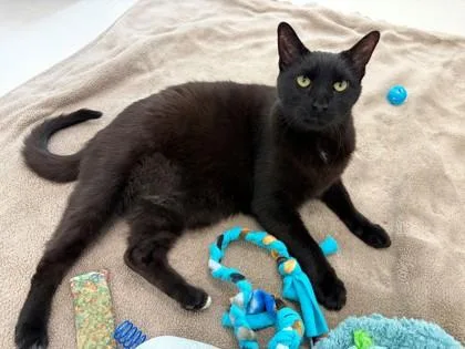 A senior medium-sized male Domestic Short Hair cat named Jax for adoption in New Hope, PA