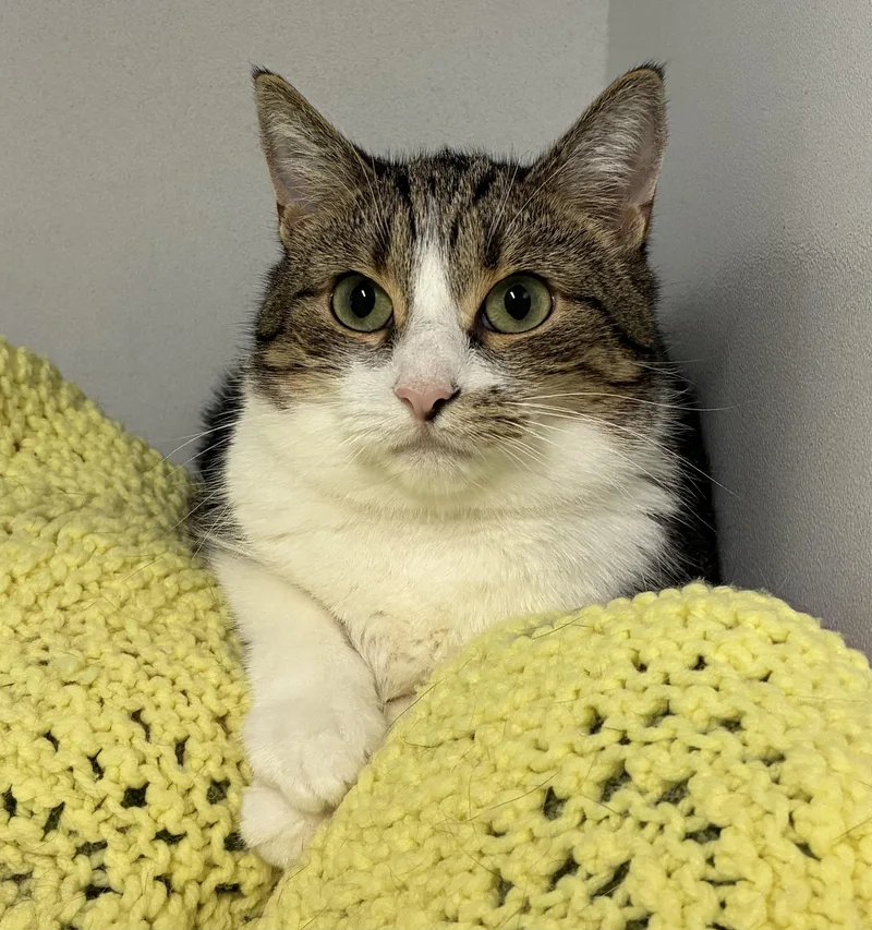An adult medium-sized female Tabby (Tiger Striped) Domestic Short Hair cat named Kylie for adoption in Breinigsville, PA
