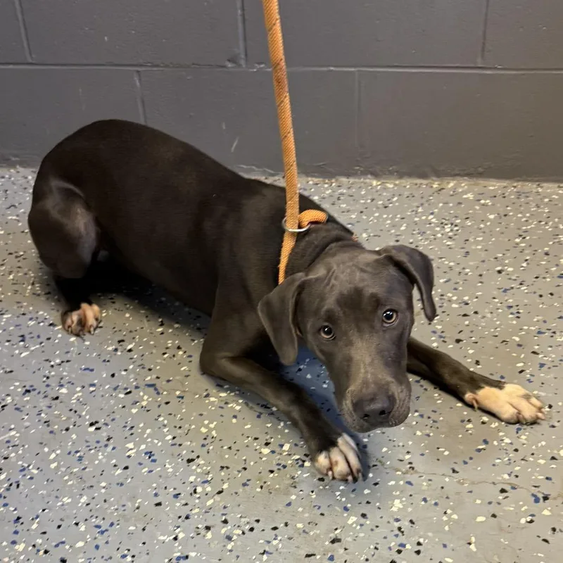 A young medium-sized female Gray / Blue / Silver Weimaraner dog named Grey Girl for adoption in Tuscaloosa, AL