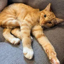 A young medium-sized male Orange / Red Domestic Short Hair cat named Howie for adoption in Frostproof, FL