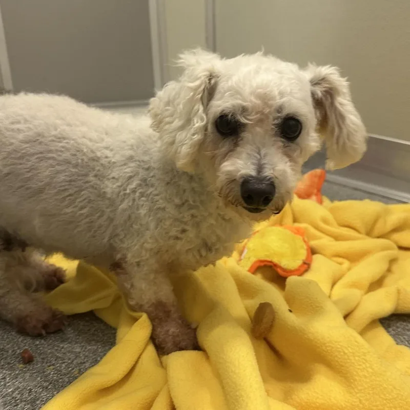 A senior small-sized female Mixed Breed dog named Coconut for adoption in Hinsdale, IL