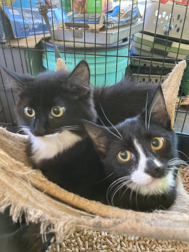 A young small-sized female Domestic Medium Hair cat named Halifax for adoption in Chatham, VA