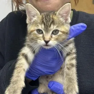 A baby small-sized female Brown / Chocolate Domestic Short Hair cat named Foxy for adoption in Pleasant Hill, CA