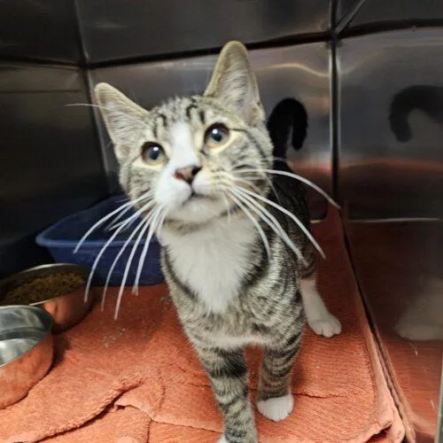 A baby medium-sized male Domestic Short Hair cat named Fig for adoption in Burlington, IA