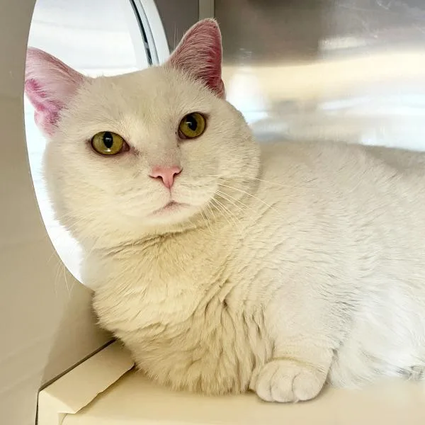 A senior large-sized male Munchkin cat named Tyler for adoption in Des Moines, IA