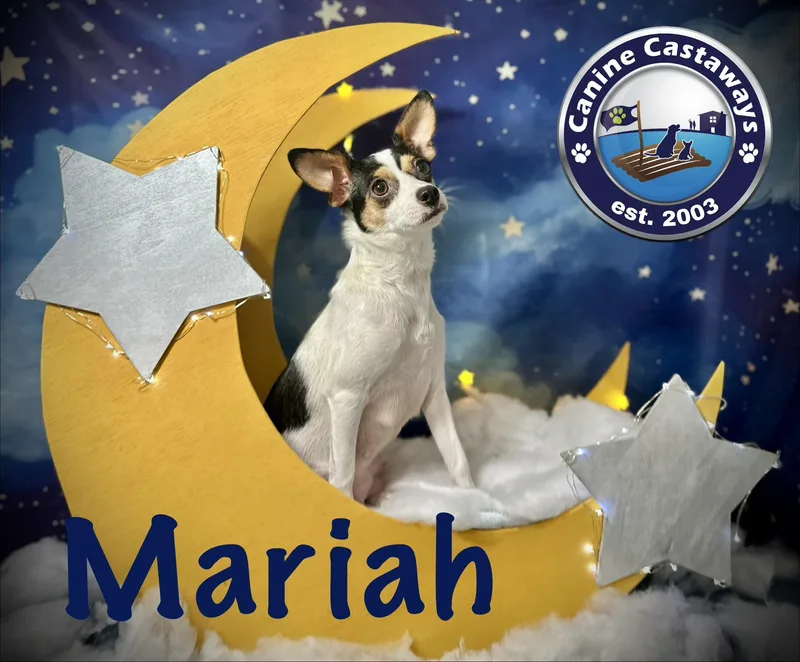 A young small-sized female Tricolor (Brown, Black, & White) Rat Terrier dog named Mariah for adoption in Arcadia, FL