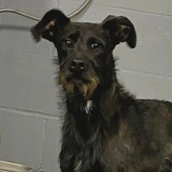An adult small-sized male Black Mixed Breed dog named Rocky for adoption in Madison, WI