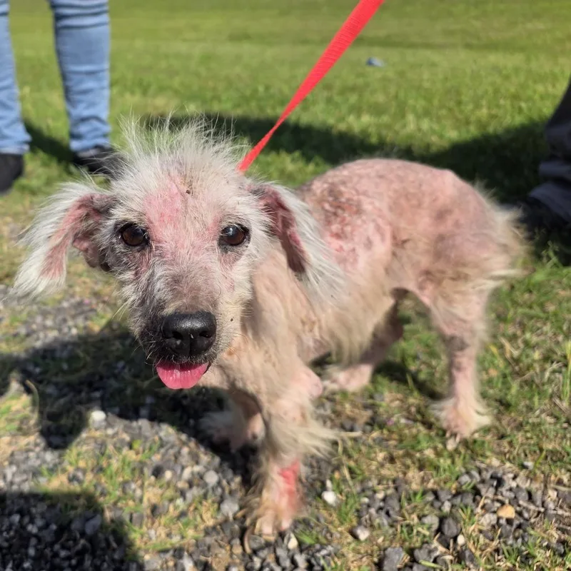 A senior small-sized male White / Cream Mixed Breed dog named Hopper for adoption in Denison, TX