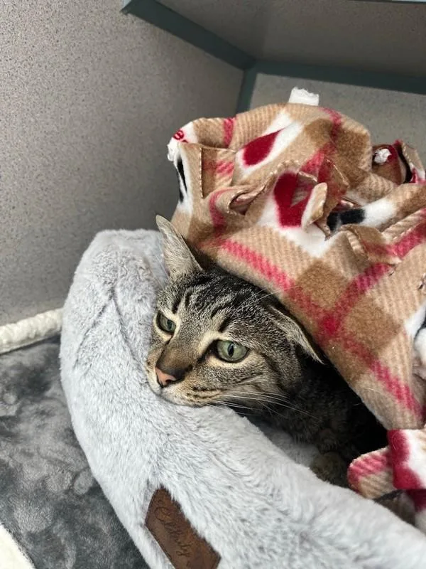 Kitney Spears thumbnail 2