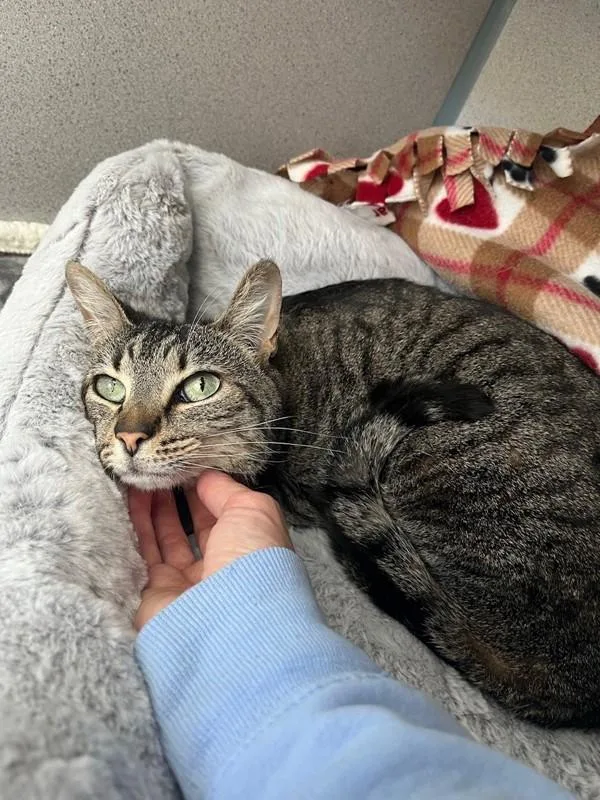 Kitney Spears thumbnail 3