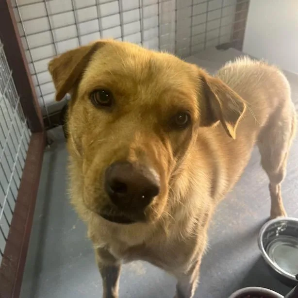A young medium-sized male Shepherd dog named Bailey for adoption in Parker, CO