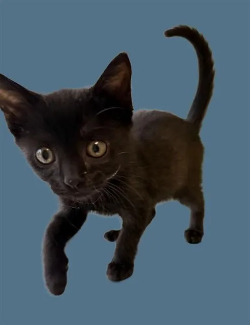 A baby small-sized male Domestic Short Hair cat named Rocky for adoption in Sarasota, FL