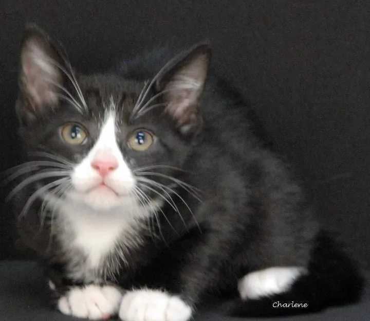 A baby medium-sized male Black Domestic Short Hair cat named Pinecone for adoption in Newland, NC
