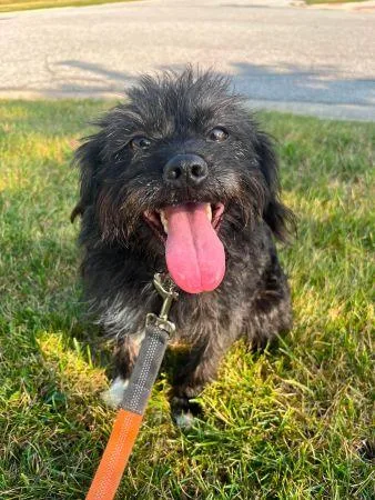 An adult small-sized male Affenpinscher dog named Ozzy for adoption in Lowell, IN