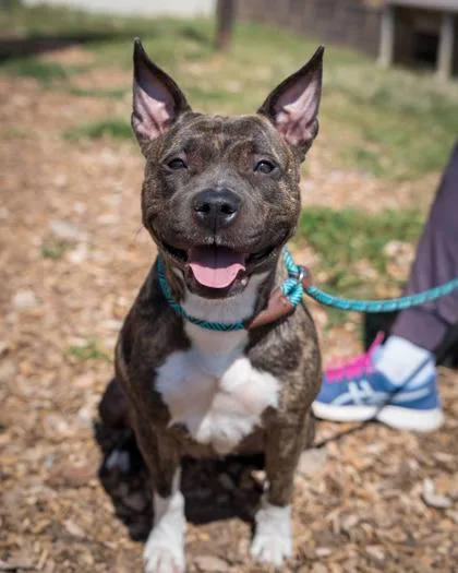 An adult medium-sized female Mixed Breed dog named Gewels for adoption in Chamblee, GA