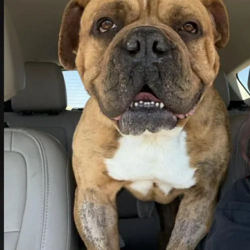 A young large-sized male Brindle English Bulldog dog named Tigger for adoption in Austin, TX