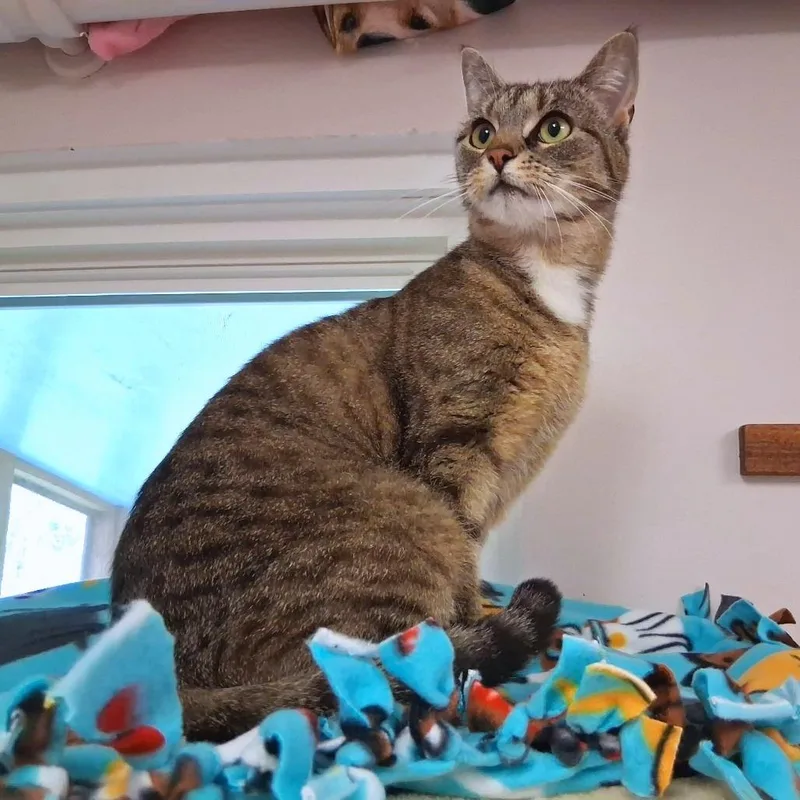 An adult medium-sized female Smoke Domestic Short Hair cat named Nerme for adoption in Middlebury, VT