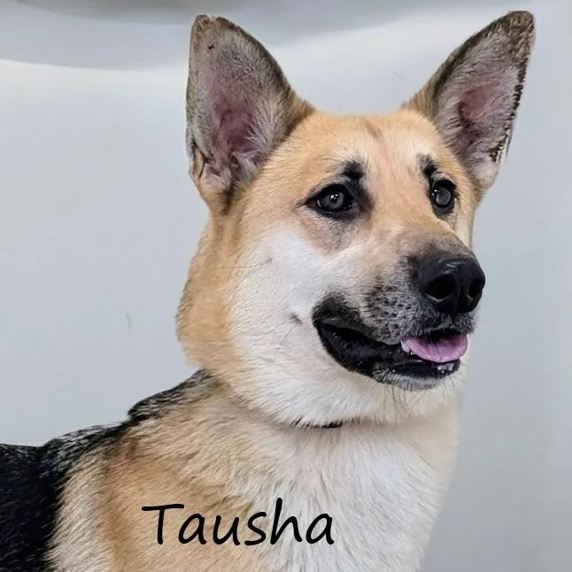Tausha