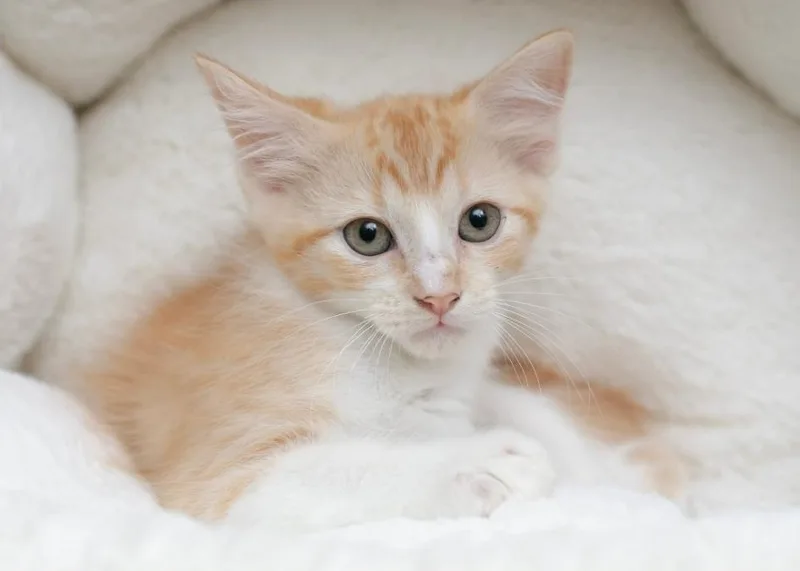 A baby medium-sized female Orange & White Domestic Short Hair cat named Jean Grey for adoption in Sedalia, CO