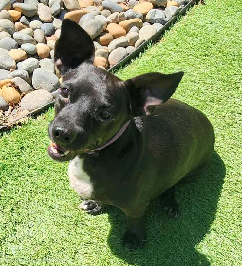 A senior small-sized male Dachshund dog named Ronnie for adoption in Pelzer, SC