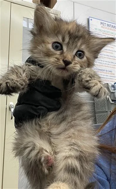 A baby medium-sized female Domestic Short Hair cat named Tiff for adoption in Dallas, TX